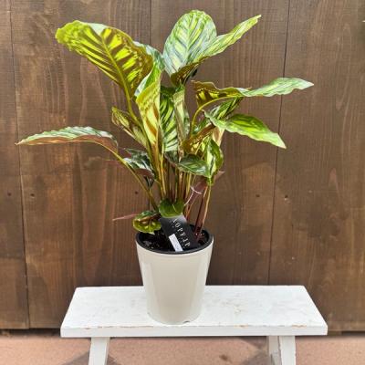 カラテア 5号(観葉植物)の商品一覧 | 花、ガーデニング 通販 カラテア 5号(観葉植物)の商品一覧 | 花、ガーデニング 通販