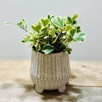 ウツギ 空木 ピンクポンポン 3株セット 八重咲き 手毬状 植木 庭木 苗木 花木 落葉中低木 N0031 Otk Estoah Home エストアホーム 通販 Yahoo ショッピング