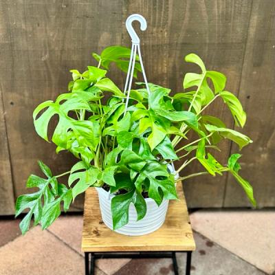 モンステラ10号鉢の商品一覧 通販 - Yahoo!ショッピング