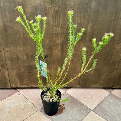 リューカデンドロン（観葉植物） | 花、ガーデニング の商品一覧 通販