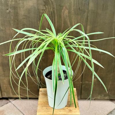 トックリラン（観葉植物） | 花、ガーデニング のおすすめ人気商品一覧