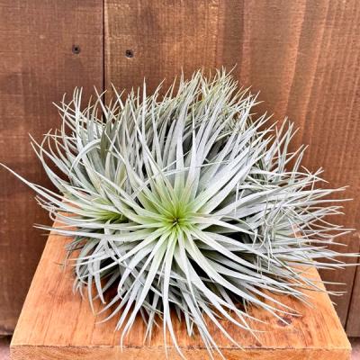 ストリクタ 観葉植物（観葉植物） | 花、ガーデニング の商品一覧 通販