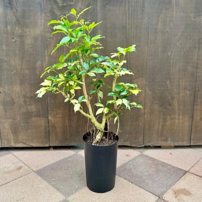 シェフレラ・トリネッティ（観葉植物） | 花、ガーデニング のおすすめ