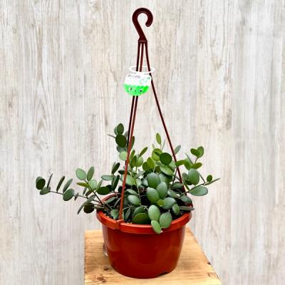多肉植物 ルビーネックレス（観葉植物） | 花、ガーデニング の