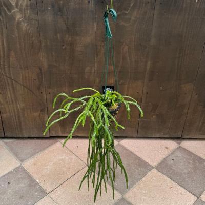 超特大サイズです‼︎　逆さポット植え　フペルジア『Bai Hop Dan』Ⅰ 超特大サイズです‼︎ 逆さポット植え フペルジア『Bai Hop Dan