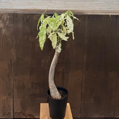 ミルキーウェイ パキラ（観葉植物） | 花、ガーデニング のおすすめ