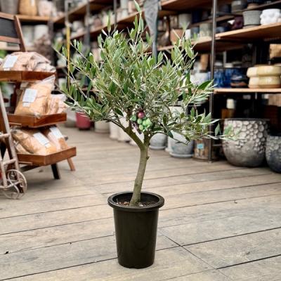 オリーブの木　盆栽 Amazon.co.jp: JL50 国産 オリーブ盆栽 アンティーク鉢 オリーブ