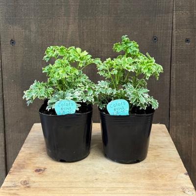 ポリシャス（観葉植物） | 花、ガーデニング のおすすめ人気商品一覧