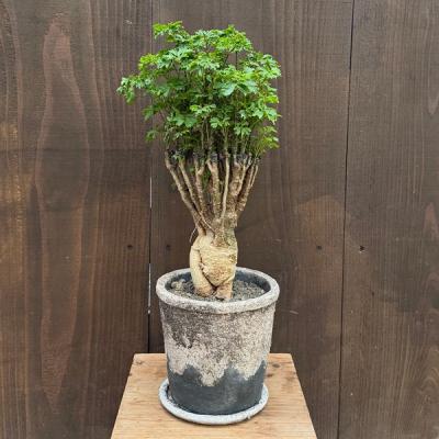 ポリシャス（観葉植物） | 花、ガーデニング のおすすめ人気商品一覧