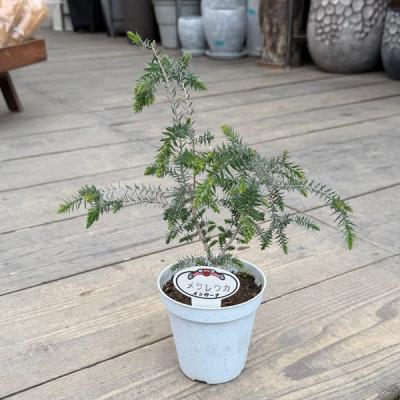 melaleuca メラルーカのおすすめ人気商品一覧 通販 - Yahoo!ショッピング