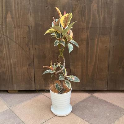カシワバゴム（観葉植物） | 花、ガーデニング のおすすめ人気商品一覧