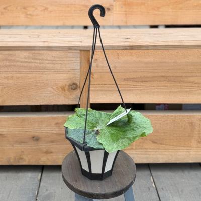 ビカクシダ コロナリウムのおすすめ人気商品一覧 通販 - Yahoo