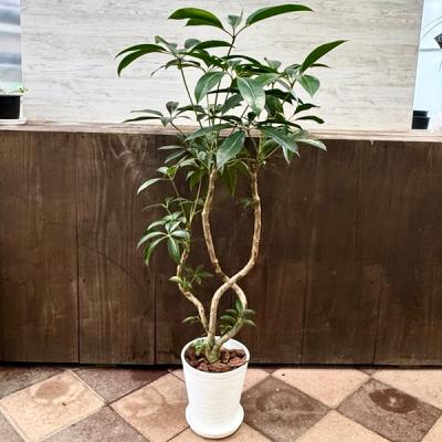 ［現品］3番　ツピタンサス　曲がり　8号　観葉植物　室内　大型　おしゃれ 観葉植物 ツピダンサス 8号 曲り ジュピター 黒 付き | 観葉植物