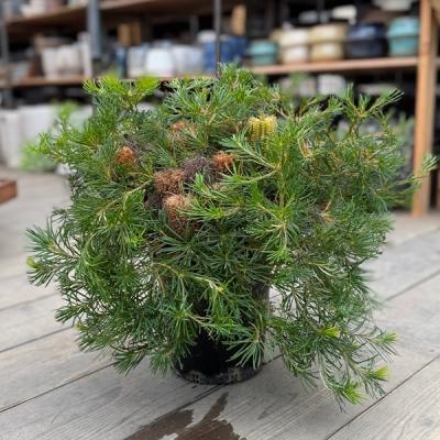 バンクシア コーストのおすすめ人気ランキングTOP100 - Yahoo!ショッピング