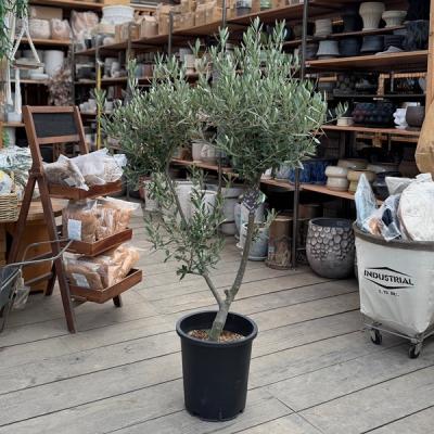 創樹 オリーブのおすすめ人気商品一覧 通販 - Yahoo!ショッピング