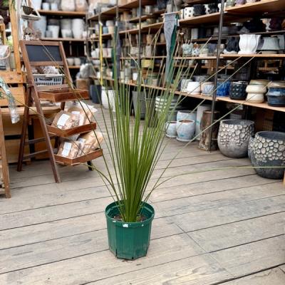 ダシリリオン（花、ガーデニング）のおすすめ人気商品一覧 通販