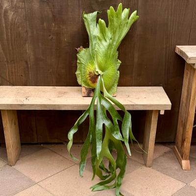 ビカクシダ コロナリウム（花、ガーデニング）のおすすめ人気商品一覧
