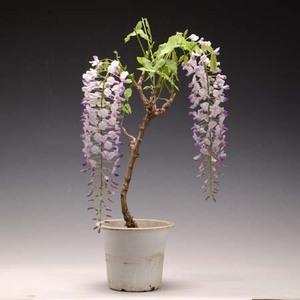 藤 苗のおすすめ人気商品一覧 通販 - Yahoo!ショッピング