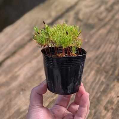 【赤松一年生/苗木】縁起物/天然赤松/松/里山自生/野生/一年生/苗/檜原村産 希少！!赤松 苗木（三鈷松） 縁起物お得! 3本セット - メルカリ