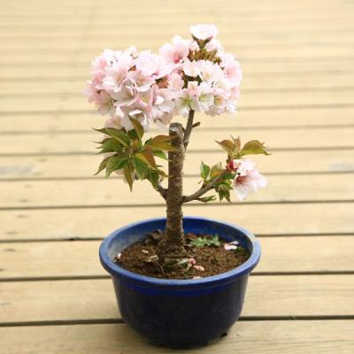 桜　(彼岸桜)　[斜幹木]　中品盆栽素材 盆栽 桜のおすすめ人気商品一覧 通販 - Yahoo!ショッピング