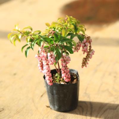 アセビのおすすめ人気商品一覧 通販 - Yahoo!ショッピング