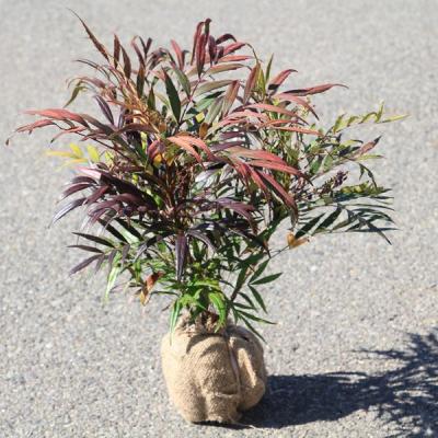 【neco】ピンクシャンパン120㎝前後、植栽セット、マホニア 3本 マホニアコンフューサのおすすめ人気商品一覧 通販 - Yahoo!ショッピング