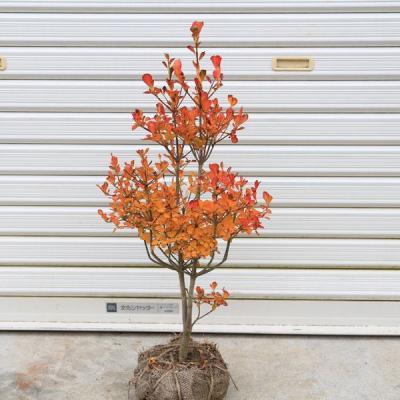 ドウダンツツジ（苗木、植木） | 花、ガーデニング のおすすめ人気商品