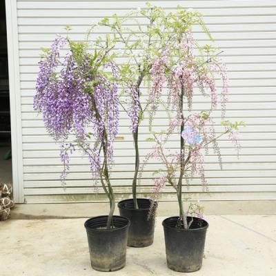 八重黒龍藤の商品一覧 通販 - Yahoo!ショッピング 八重黒龍藤の商品一覧 通販 - Yahoo!ショッピング