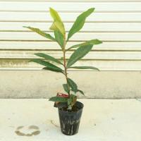 白びわ】 ３年生接木苗 大苗 ビワ シロビワ u203b納期指定:発送予定 