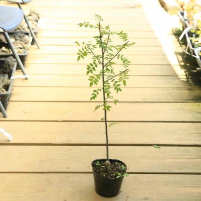 花山椒(花、ガーデニング)の商品一覧 通販 - Yahoo!ショッピング 花山椒(花、ガーデニング)の商品一覧 通販 - Yahoo!ショッピング