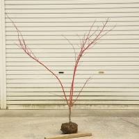 庭木 植木 サンゴカクもみじ 珊瑚閣 紅葉 自然樹形 佐川急便発送 N1770v 4 遊恵盆栽 Yahoo 店 通販 Yahoo ショッピング