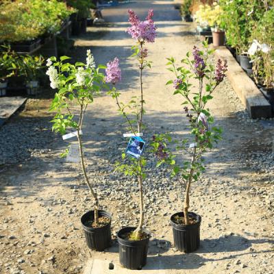 ライラック(苗木、植木)の商品一覧 | 花、ガーデニング 通販 ライラック(苗木、植木)の商品一覧 | 花、ガーデニング 通販