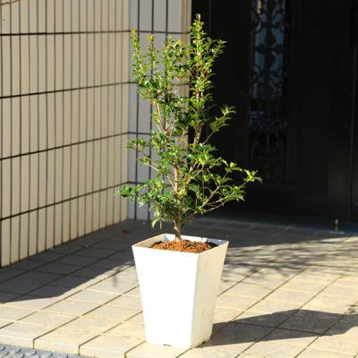 ヒイラギ 植木の商品一覧 通販 - Yahoo!ショッピング