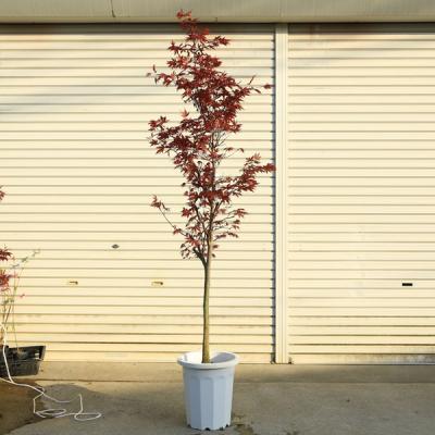 野村もみじ 盆栽のおすすめ人気商品一覧 通販 - Yahoo!ショッピング