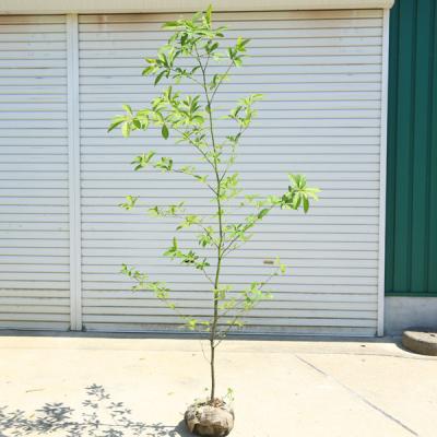 クロモジ 苗(苗木、植木)の商品一覧 | 花、ガーデニング 通販 クロモジ 苗(苗木、植木)の商品一覧 | 花、ガーデニング 通販