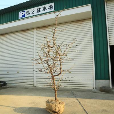 雲竜梅（花、ガーデニング）のおすすめ人気商品一覧 通販 - Yahoo