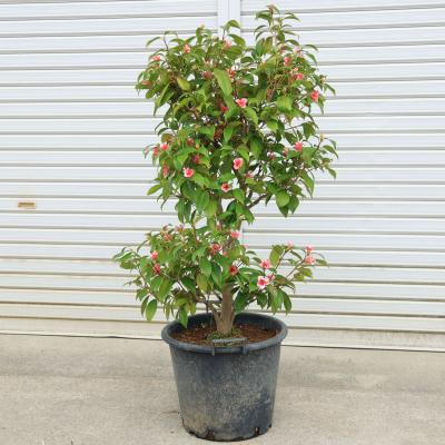 侘助椿のおすすめ人気商品一覧 通販 - Yahoo!ショッピング