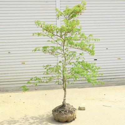 しだれ紅葉(苗木、植木)の商品一覧 | 花、ガーデニング 通販 しだれ紅葉(苗木、植木)の商品一覧 | 花、ガーデニング 通販