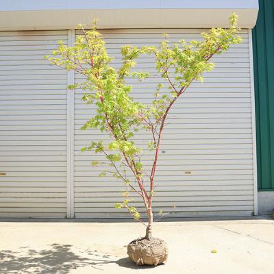 サンゴカクモミジ（落葉樹の植木、庭木）｜苗木、植木 | 花