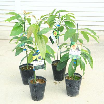 アボカド 苗 3年（苗木、植木） | 花、ガーデニング の商品一覧 通販 