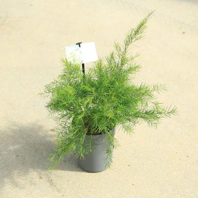 メラレウカ メディカルティーツリー（苗木、植木） | 花、ガーデニング