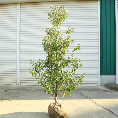 ソヨゴのおすすめ人気商品一覧 通販 - Yahoo!ショッピング