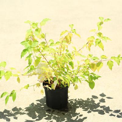 遊恵盆栽 Yahoo!店 - 山野草・下草｜Yahoo!ショッピング
