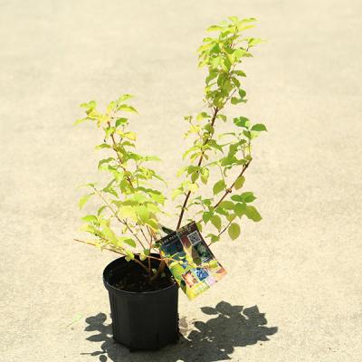 遊恵盆栽 Yahoo!店 - 山野草・下草｜Yahoo!ショッピング