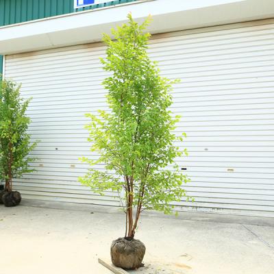 ヒメシャラの商品一覧 通販 - Yahoo!ショッピング