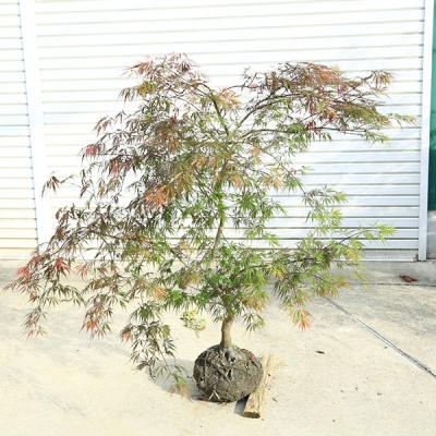 野村もみじ 盆栽のおすすめ人気商品一覧 通販 - Yahoo!ショッピング
