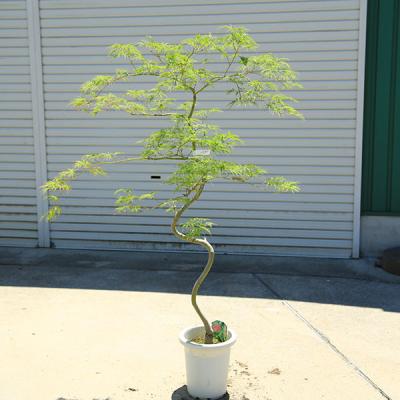 しだれ紅葉（苗木、植木） | 花、ガーデニング のおすすめ人気商品一覧