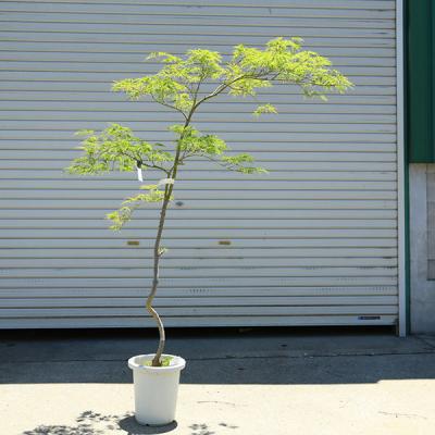 しだれ紅葉（苗木、植木） | 花、ガーデニング のおすすめ人気商品一覧