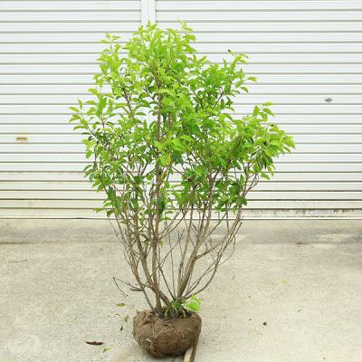 ソヨゴ オス（常緑樹の植木、庭木）｜苗木、植木 | 花、ガーデニング