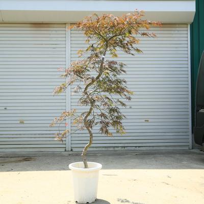 紅枝垂れモミジ（落葉樹の植木、庭木）｜苗木、植木 | 花